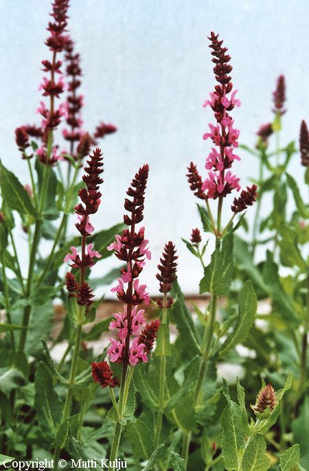 Salvia nemorosa 'Rosenwein', lehtosalvia